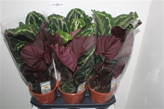 Calathea Medallion 19Ø 60cm