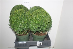 Buxus Sempervirens 21Ø 45cm