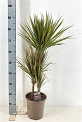 Dracaena Bicolor 21Ø 95cm