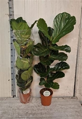 Ficus Lyrata 21Ø 130cm