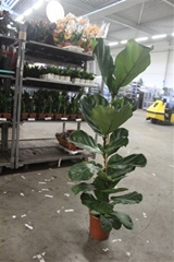 Ficus Lyrata 24Ø 155cm