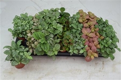 Fittonia Mix 7 Colours 8Ø 12cm