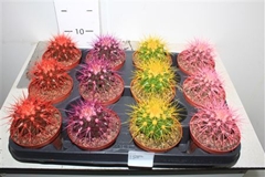 Echinocactus Grusoni 8Ø 10cm