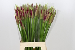 Nerine Mister Nick 70cm