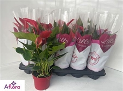 Anthurium Banderola Roja 10Ø 15cm