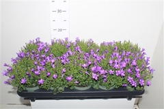 Campanula Blue Get Mee 10Ø 20cm