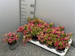 Gaultheria Red Berry 10Ø 20cm