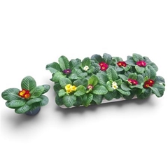 Primula Acaulis Mix 10Ø 15cm