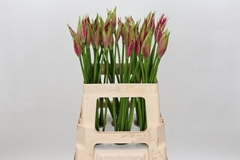 Nerine Favourite 60cm