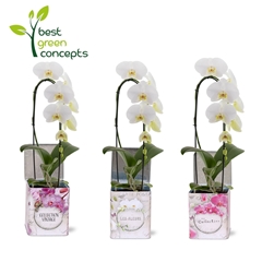 Phalaenopsis Mix 4 Colours 12Ø 45cm