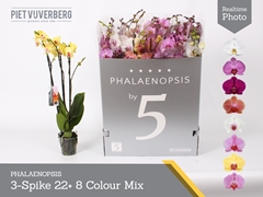 Phalaenopsis Mix 8 Colours 12Ø 70cm 3st