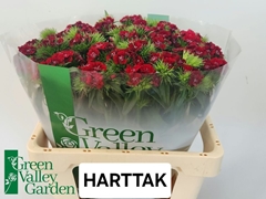 Dianthus Barb Sweet Will Red 56cm