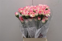 Dianthus Single Ali Baba 70cm