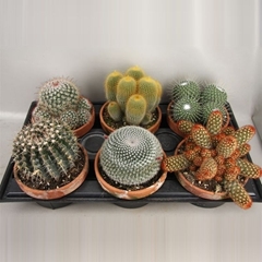 Cactus Mix 16Ø 10cm