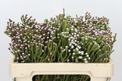 Brunia Noduliflora 50cm