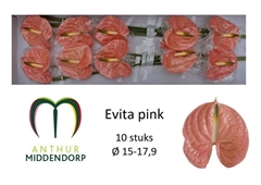 Anthurium Evita Pink 15cm Hd