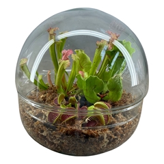 Carnivorous 20Ø 20cm