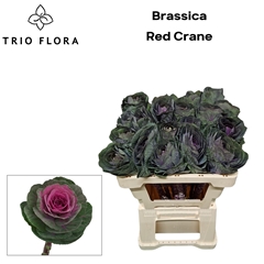 Brassica Red Crane 55cm