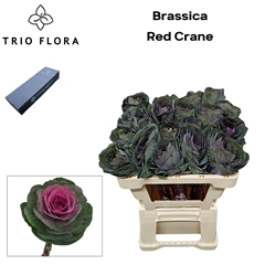 Brassica Red Crane 55cm