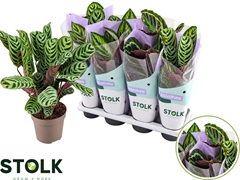 Calathea Mixed 5 Varietys 14Ø 45cm