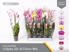 Phalaenopsis Mix 8 Colours 12Ø 65cm 3st