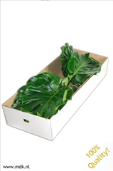 Monstera Leaf 70cm 35cm Hd