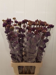 Callicarpa Bodinieri Giraldii 80cm