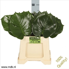 Monstera Leaf 45cm 15cm Hd