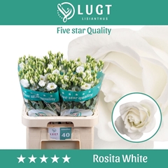Eustoma Double Rosita White 70cm