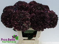 Hydrangea Rubyred 60cm 16-18cm Hd