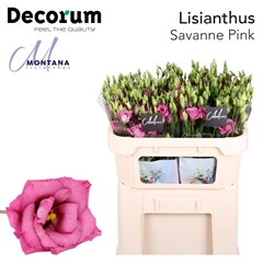 Eustoma Double Savanne So Pink 70cm