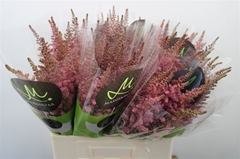Astilbe Vision In Pink 65cm
