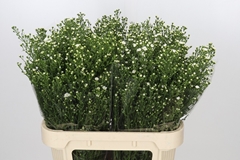 Aster Paquita 80cm 30gr.