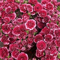 Dianthus Spray Royal Tessino 60cm