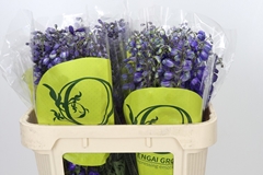 Delphinium Single Black Knight 70cm
