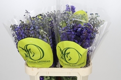 Delphinium Single Black Knight 80cm