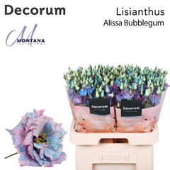Eustoma Double Painted Alissa Bubblegum 70cm