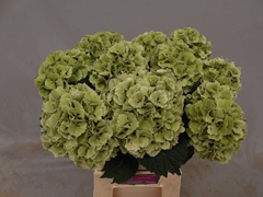 Hydrangea Lolly Pop Classic 60cm 12-14cm Hd