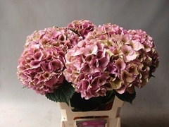 Hydrangea Royal Palace Classic 60cm 18-20cm Hd