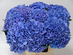 Hydrangea Royal Parade 60cm 15-17cm Hd