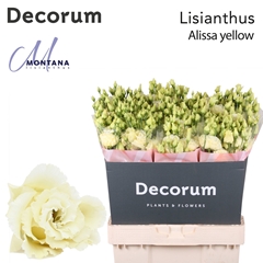 Eustoma Double Alissa Yellow 70cm