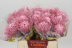 Leucospermum Painted Baby Pink 40cm