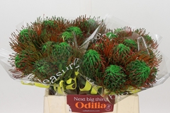 Leucospermum Painted Green 40cm