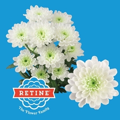 Chrysanth Spray Altaj 70cm 115gr.