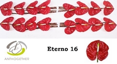Anthurium Eterno 11cm Hd