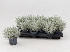 Leucophyta Brownii 10Ø 20cm