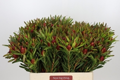 Leucadendron Ayoba Cherry Pearl 60cm Spray