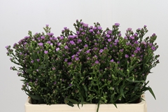 Aster Painted Lady 55cm 15gr.