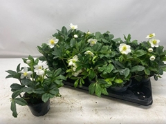 Helleborus Happy Day 12Ø 24cm