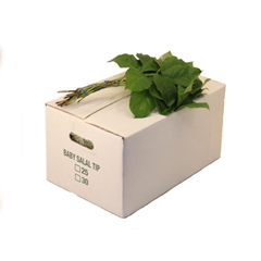 Gaultheria Shallon Salal Per Bunch 40cm